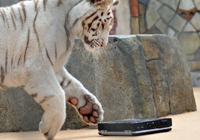 Panasonic Toughbook 30 Le test ultime 01 new toy Nalin pouncing Panasonic Toughbook 30 Le test ultime