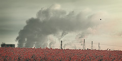 Smoke Field