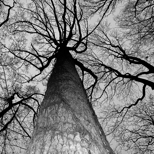 Trees Photographed by Grant Simon Rogers trees photography 